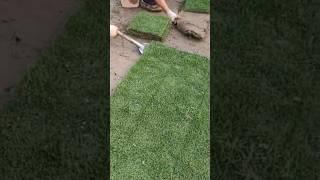 The process of workers cleaning turf with shovel.#shorts #tools