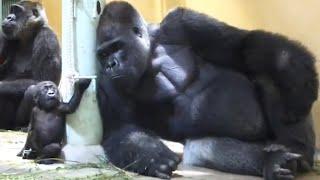 パパに遊びたいアピールする赤ちゃんを、優しく触る父ゴリラ⭐️Gorilla【京都市動物園】Momotaro gently touches the baby who wants to play .