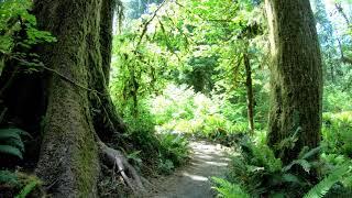 Spruce Nature Trail, Hoh Rain Forest, Olympic National Forest - a walking tour