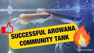 SUCCESSFUL AROWANA COMMUNITY PROCESS AND SETUP!