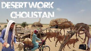 Stunning cholistan Amazing Village Of Desert Rohi Cholistan india pakistan border | Primitive Life |