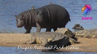 Hippo Twins Fear No Crocodiles | Wildest Kruger Sightings