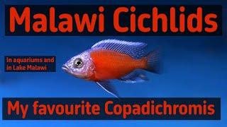 Malawi cichlids Copadichromis in aquariums and i Lake Malawi