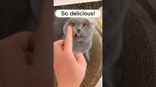 Cats of tiktok #tiktoking #viral #shorts #tiktok #cats #catlovers