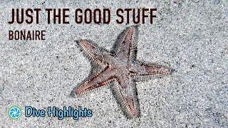 Bonaire Dive Highlights - Just The Good Stuff - April 2024 | TropicLens