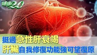 挺過"急性肝衰竭"! 肝臟"自我修復"功能強可望復原 健康2.0