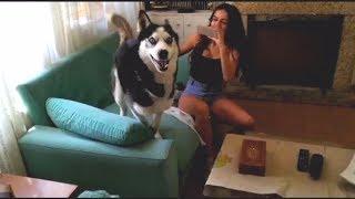 Max goes crazy happy to see us. || Max the husky