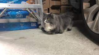 Adorable Fluffy Munchkin Cat Walks Around