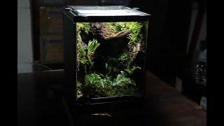 A small place in the forest Mini Vivarium | 20*20*30 숲 속의 작은 공간 미니 비바리움 만들기