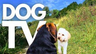 GoPro DogTV | 10hrs of Tranquil Virtual Dog Walks Through Serene Forests  Dog POV