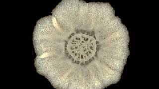 B. subtilis