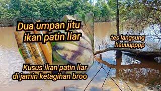 umpan jitu ikan patin liar dua umpan sangat ampuh tes langsung di tempat