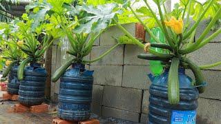 How to grow zucchini in a container