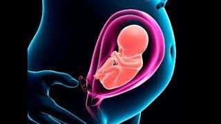 Embryo-Fetal Developmental study (Segment II)