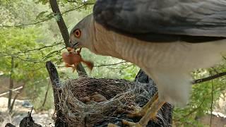 Falcon bird attacked the babies of black drongo bird @AnimalsandBirds107