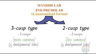 Permanent Mandibular Second Premolar