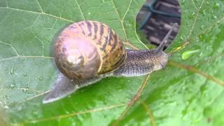 Snail on Grape Vine? Why?