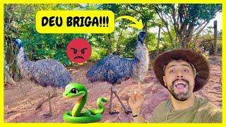 Brigas de Emus Australianos - Resgate de Filhote de Cobra Jararaca | Gutejando