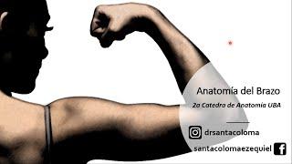 L2.2 | Brazo | Anatomía 2 | FMed UBA