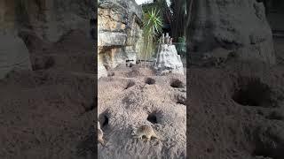 Highlight 0:10 - 5:10 from Funny meerkats live streaming #funnyanimals #funnypets #funnymoments