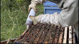 UNHAPPY HIVE 3 Update on my hive with Varroa.#apiary #honeybees #beekeeping #varroa #varroatreatment