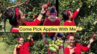 Come pick apples with me   | Apple season | Harvesting apple from the farm | سيب کا کھيت/باغ |