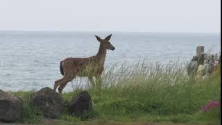 Deer on Ocean View Drive (1 of 3)