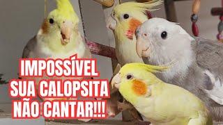 Melhores Cantos de Calopsita para estimular sua Calopsita a cantar. Várias Calopsitas Cantando