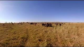 360 Video of Wildlife Film trip - Photos of Africa VR Safari