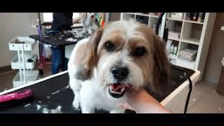 Mischling "Moses" beim Hundefrisör #grooming