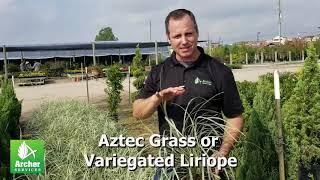 Aztec Grass or Variegated Liriope - Archer Services