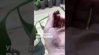 Реанимация спатифиллум / как спасти растения / стволовая гниль/ #растения #комнатныерастения