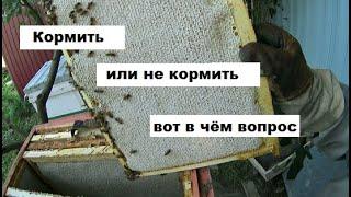 Зачем кормить пчёл ранней весной ?