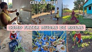 Café da tarde na casa  da sogra | dia de podar às rosas e fazer mudas