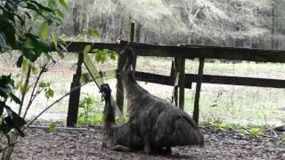 emus mating