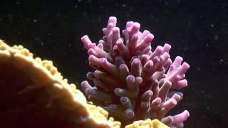 Robertus Reef - sps closeup