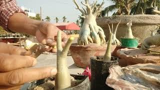 SIMPLE METHODS OF GRAFTING ON ADENIUM PLANTs