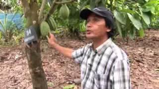 Improving the livelihoods of smallholder cocoa growers in Sulawesi, Indonesia