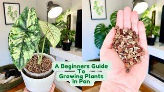 All About Growing Plants In Pon  A Complete Beginners Guide