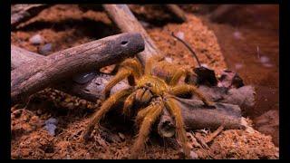 Pterinochilus Murinus (Orange Baboon Tarantula) | Rehouse 2022