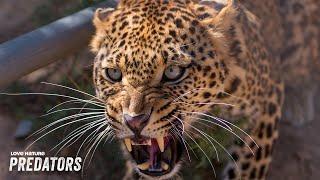 Predator vs. Prey on the Africa Savannah | Wildlife Icons Ep105+102