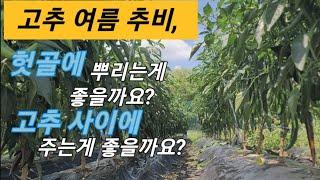 고추 여름 웃비료, 헛골에 뿌리는게 좋을까요? 고추 사이에 주는게 좋을까요?