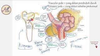 Fisiologi Ginjal Glomerolus dan Aparatus Jukstaglomerolus - Filtrasi,  Makula Densa, Sel Glomerular