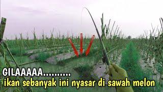 MANCING IKAN NILA DI SAWAH MELON YANG HABIS DI PANEN