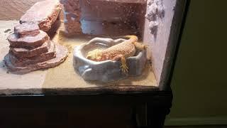 bearded dragon drinking water