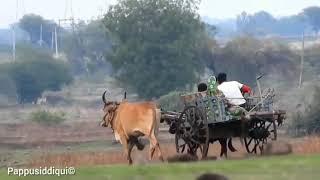 Malegaon Village Life