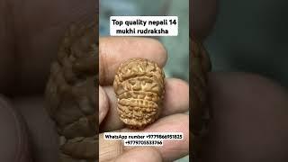 top quality nepali 14 mukhi rudraksha collector piece #youtubeshorts #shorts #rudraksha