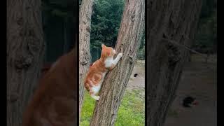 약간은 위험한 놀이시간~ #고양이 #놀이 #cat #play