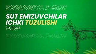Sut emizuvchilar ichki tuzulishi | 7-sinf Zoologiya | 1-qism