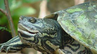  The Auditory Mystery Do Turtles Have Ears 